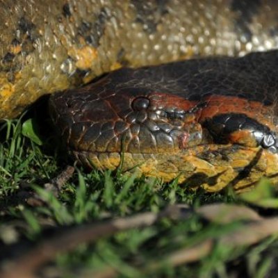 An image showing the head and some of the body of a large snake on green grass at night. 